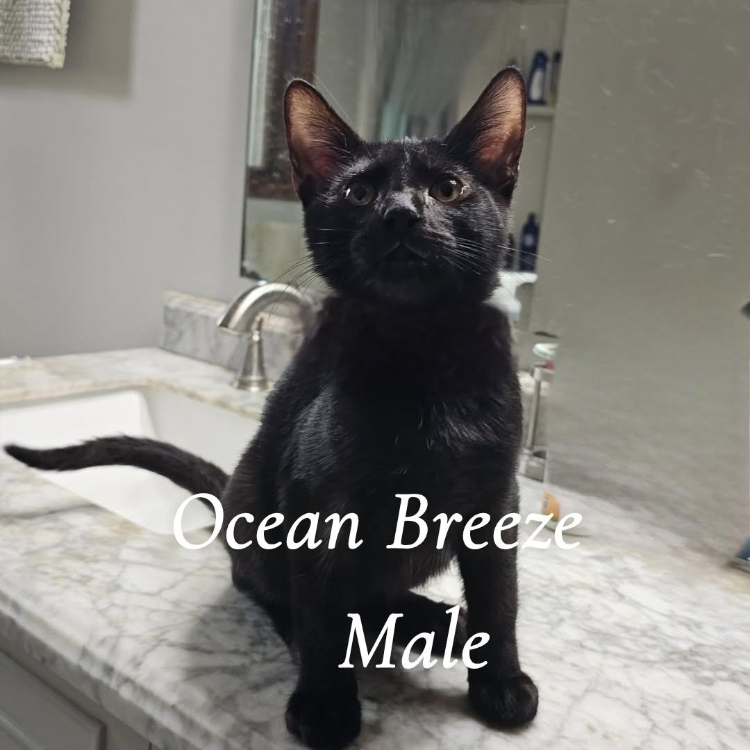 The Sea Beast Kittens, a ADOPTABLE Domestic Short Hair in Pardeeville, WI image 1/4