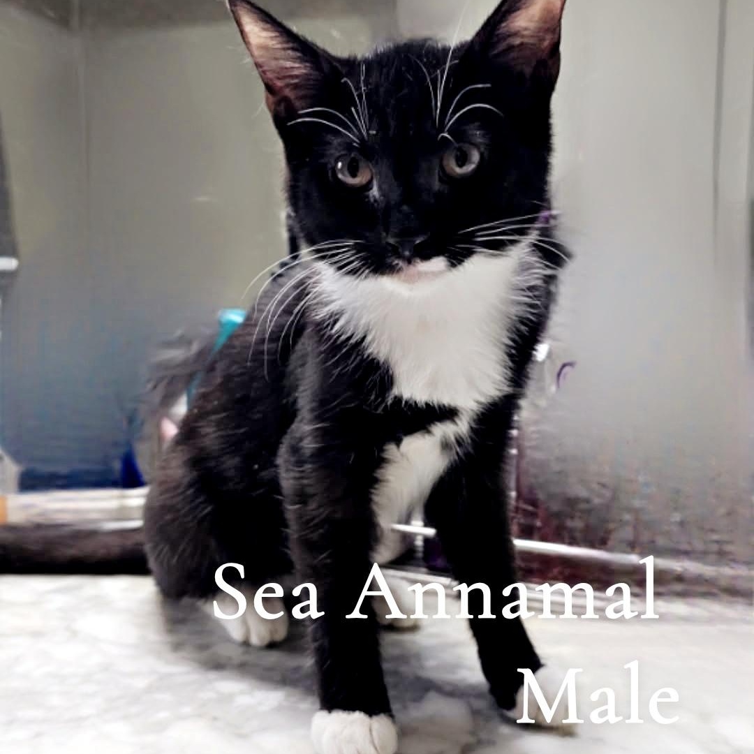 The Sea Beast Kittens, a ADOPTABLE Domestic Short Hair in Pardeeville, WI image 4/4