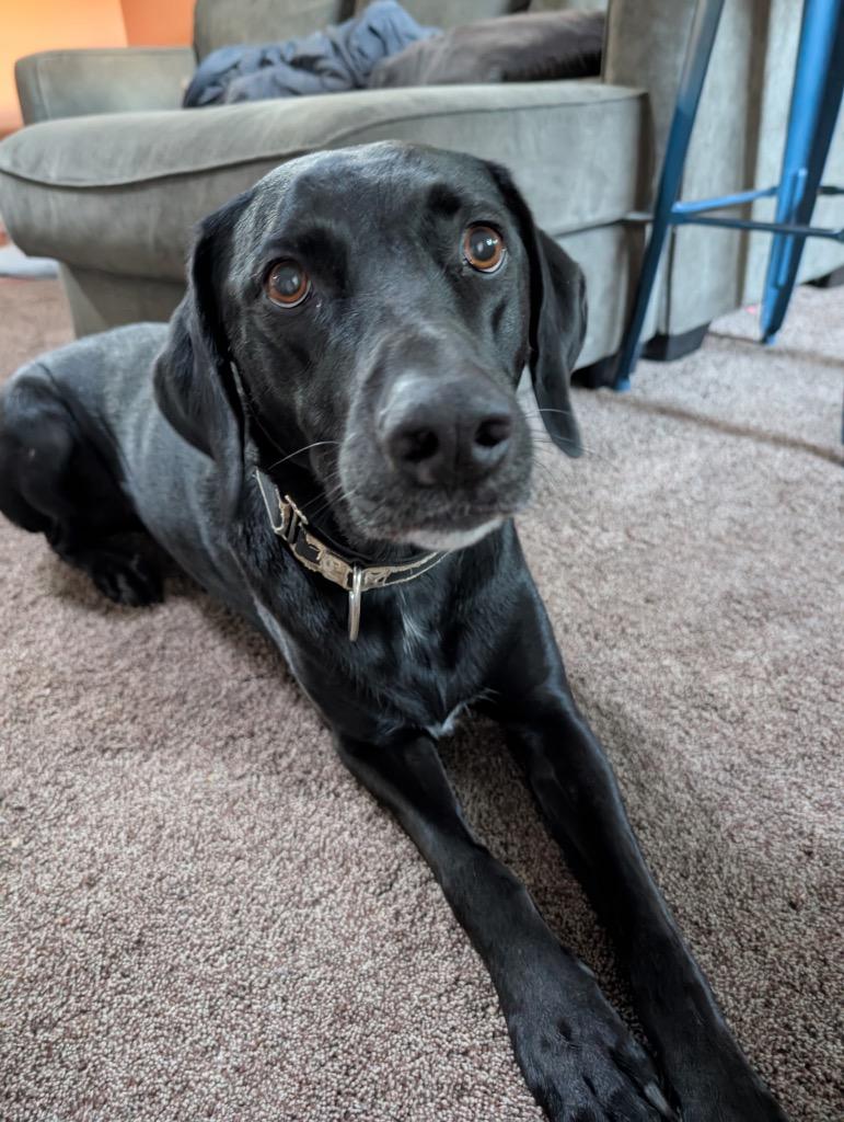 Enlarge Ruby, a Adoptable Black Labrador Retriever in Heber City, UT image 1/2