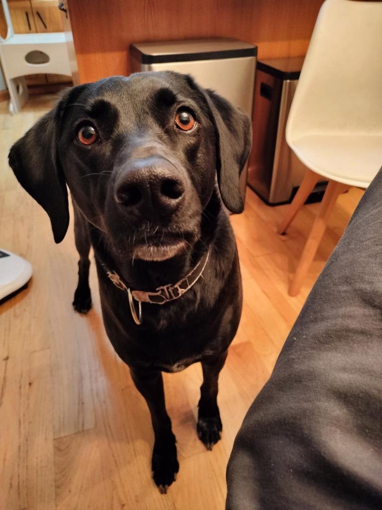 Enlarge Ruby, a Adoptable Black Labrador Retriever in Heber City, UT image 2/2
