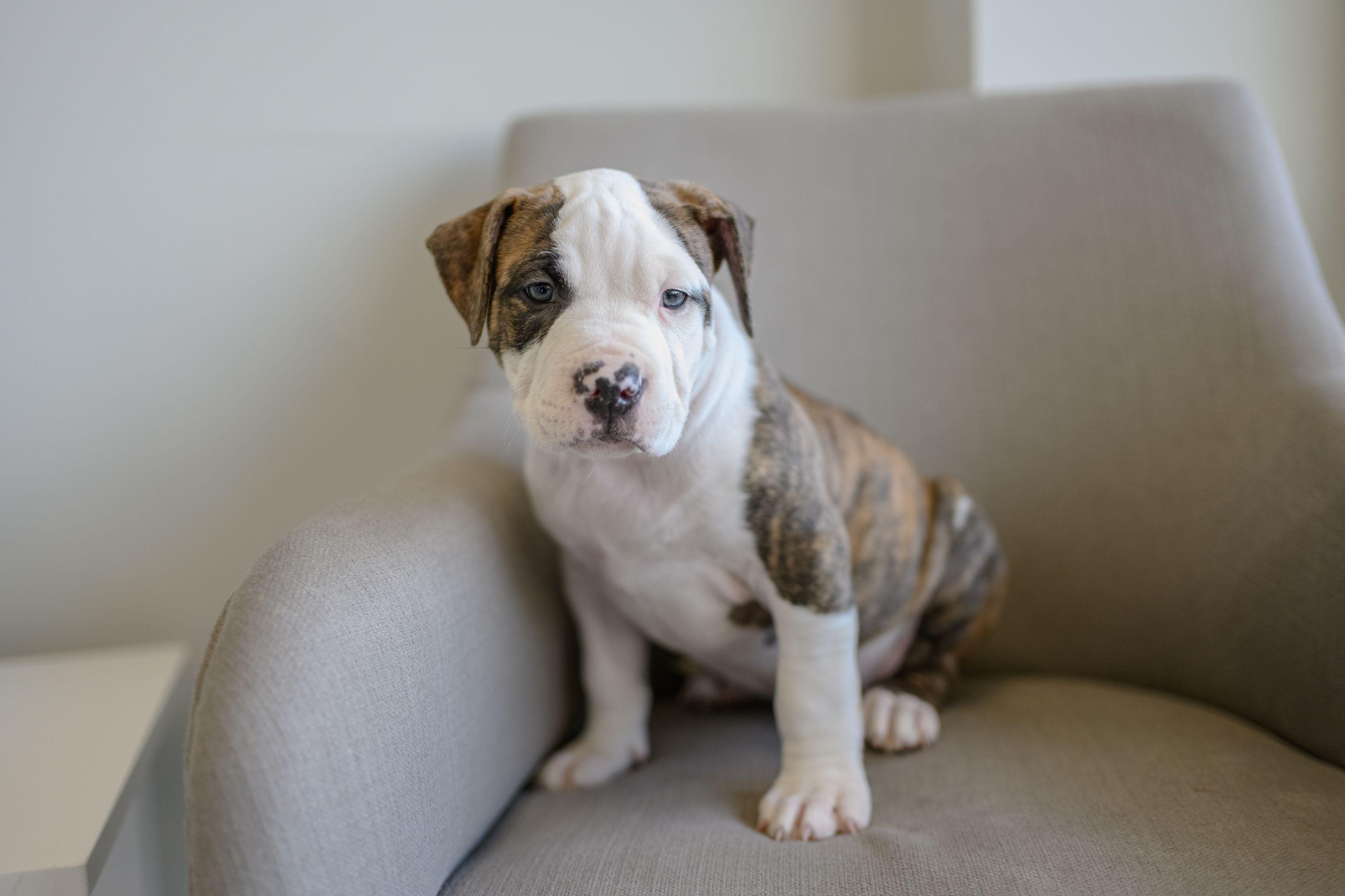 LEON, an adopted mixed breed in Hamilton, NJ image 1/2