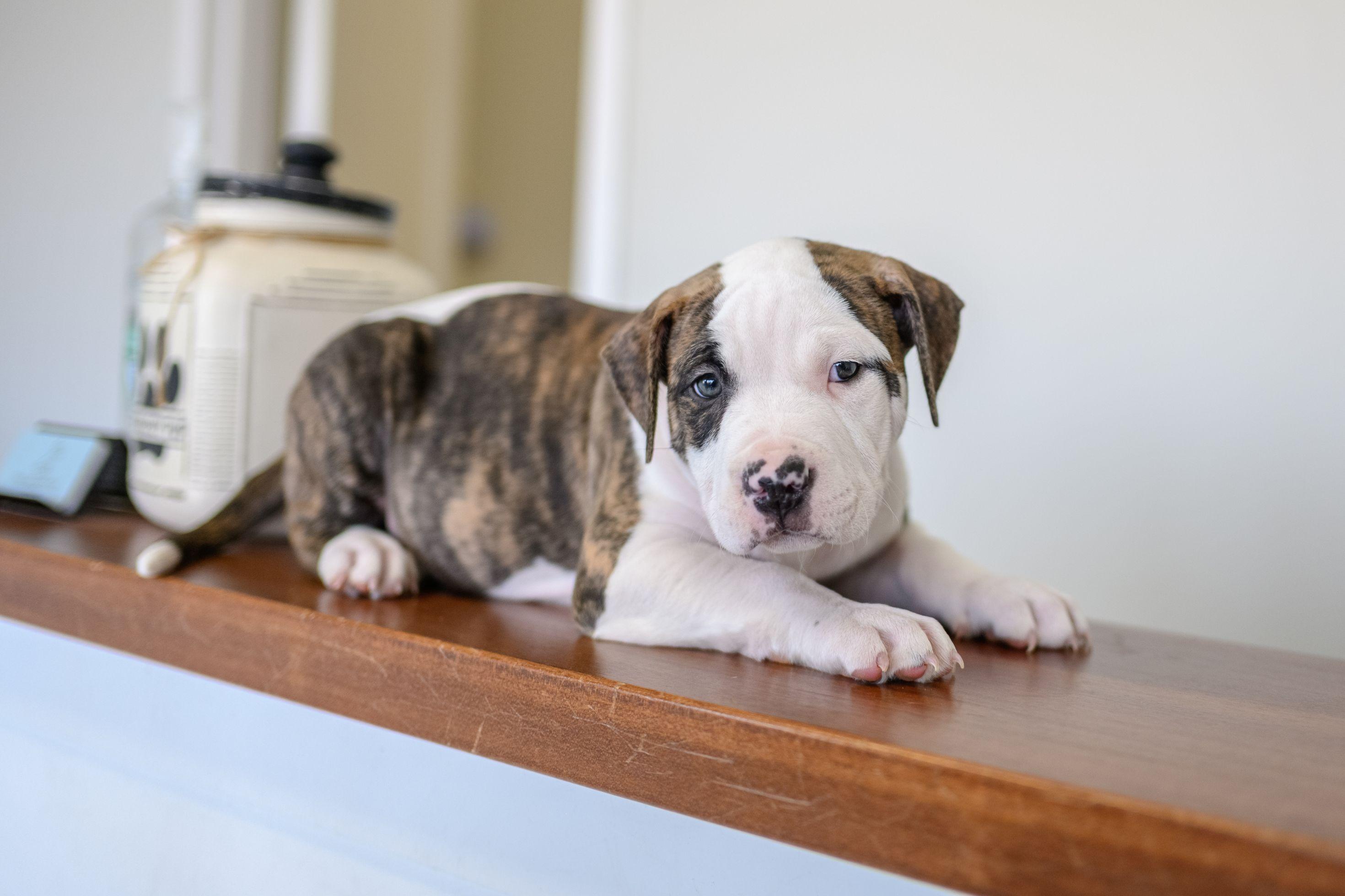 LEON, an adopted mixed breed in Hamilton, NJ image 2/2