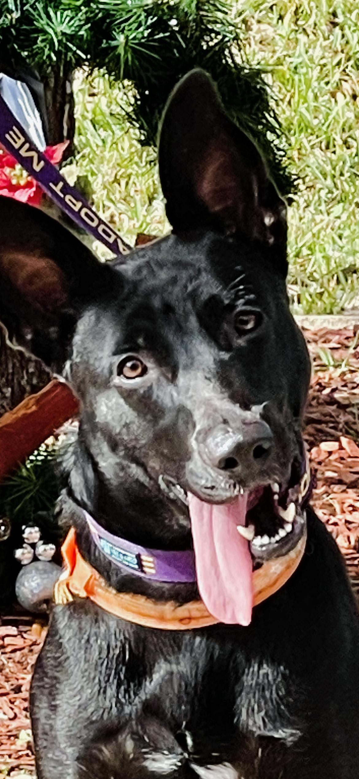 Isa, Adoptable, Adult Female German Shepherd Dog.