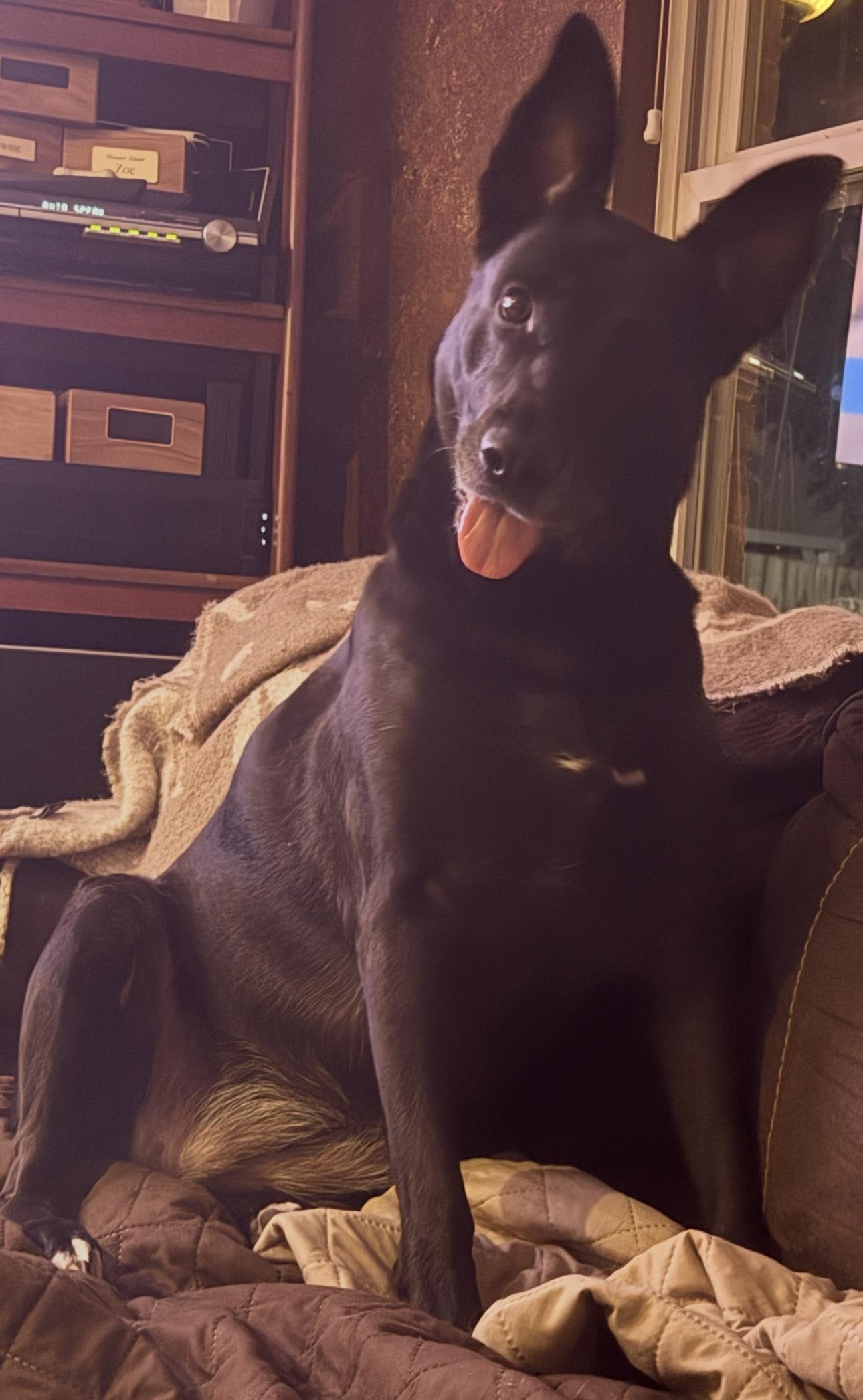 Enlarge Isa, a Adoptable mixed breed in Lynn, MA image 2/5