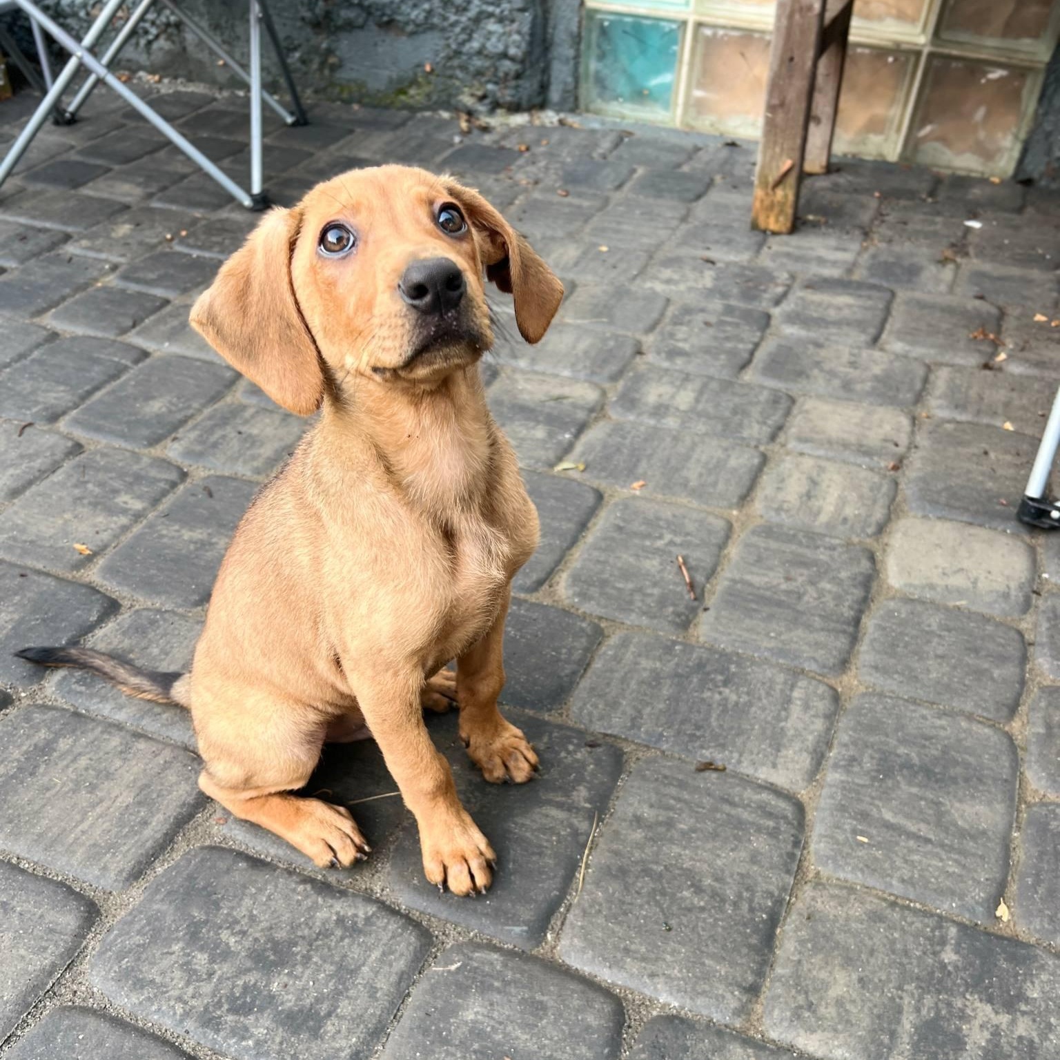 Lenny, Baby Male Coonhound