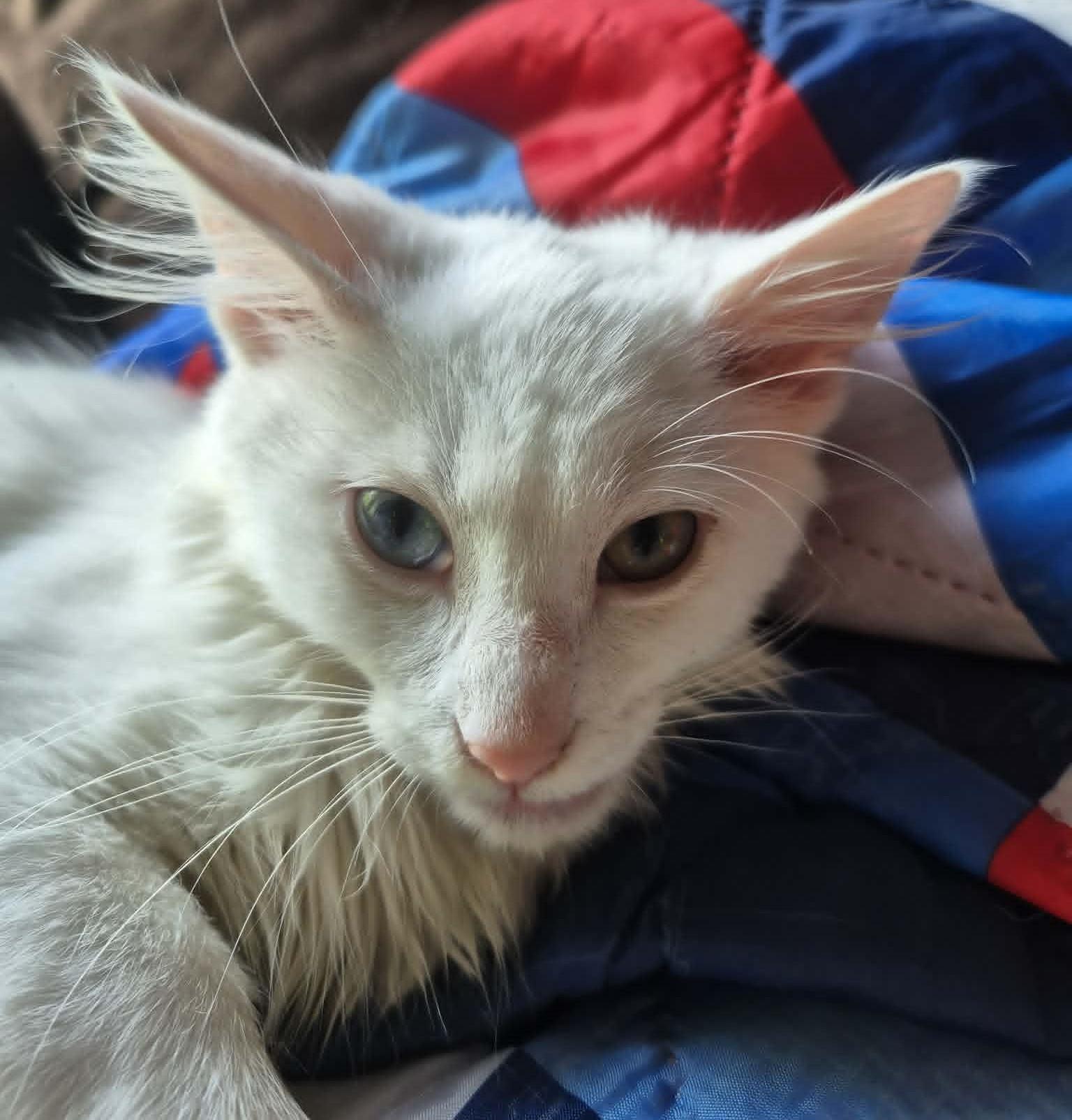 Bowie, a ADOPTABLE Domestic Medium Hair in Floyd, VA image 3/3