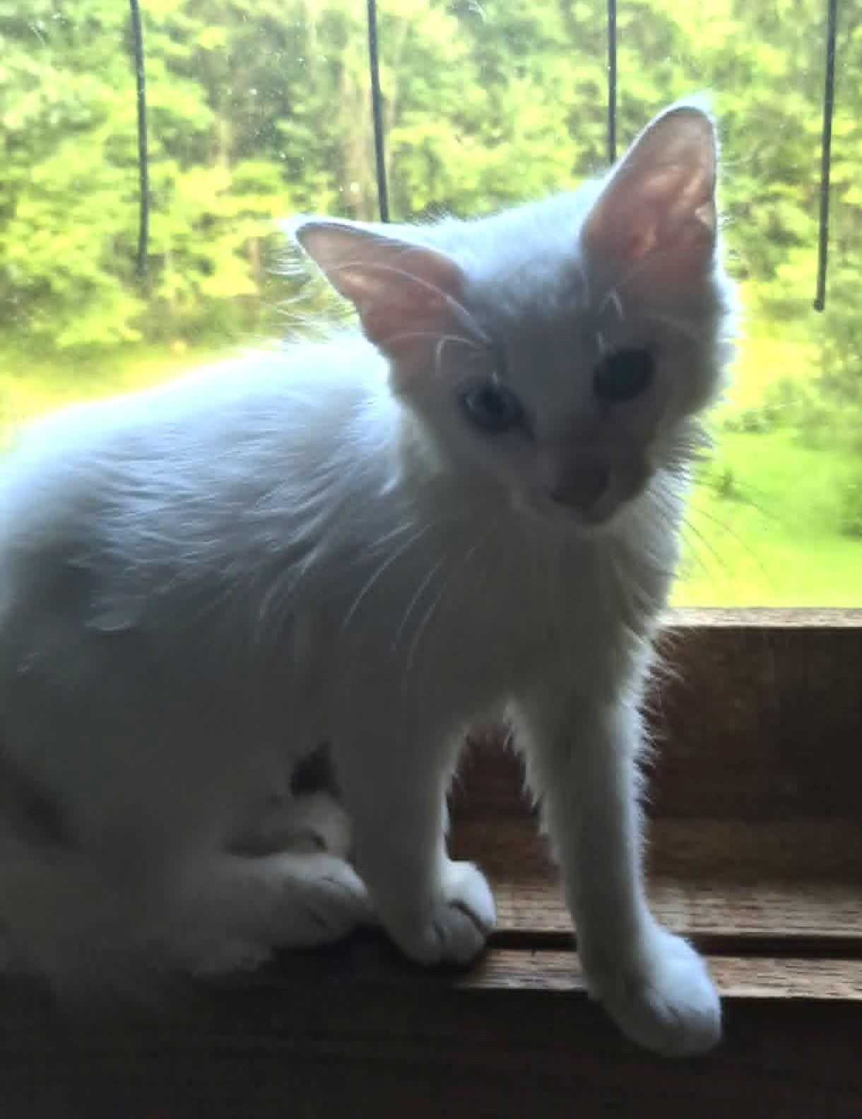 Bowie, a ADOPTABLE Domestic Medium Hair in Floyd, VA image 2/3