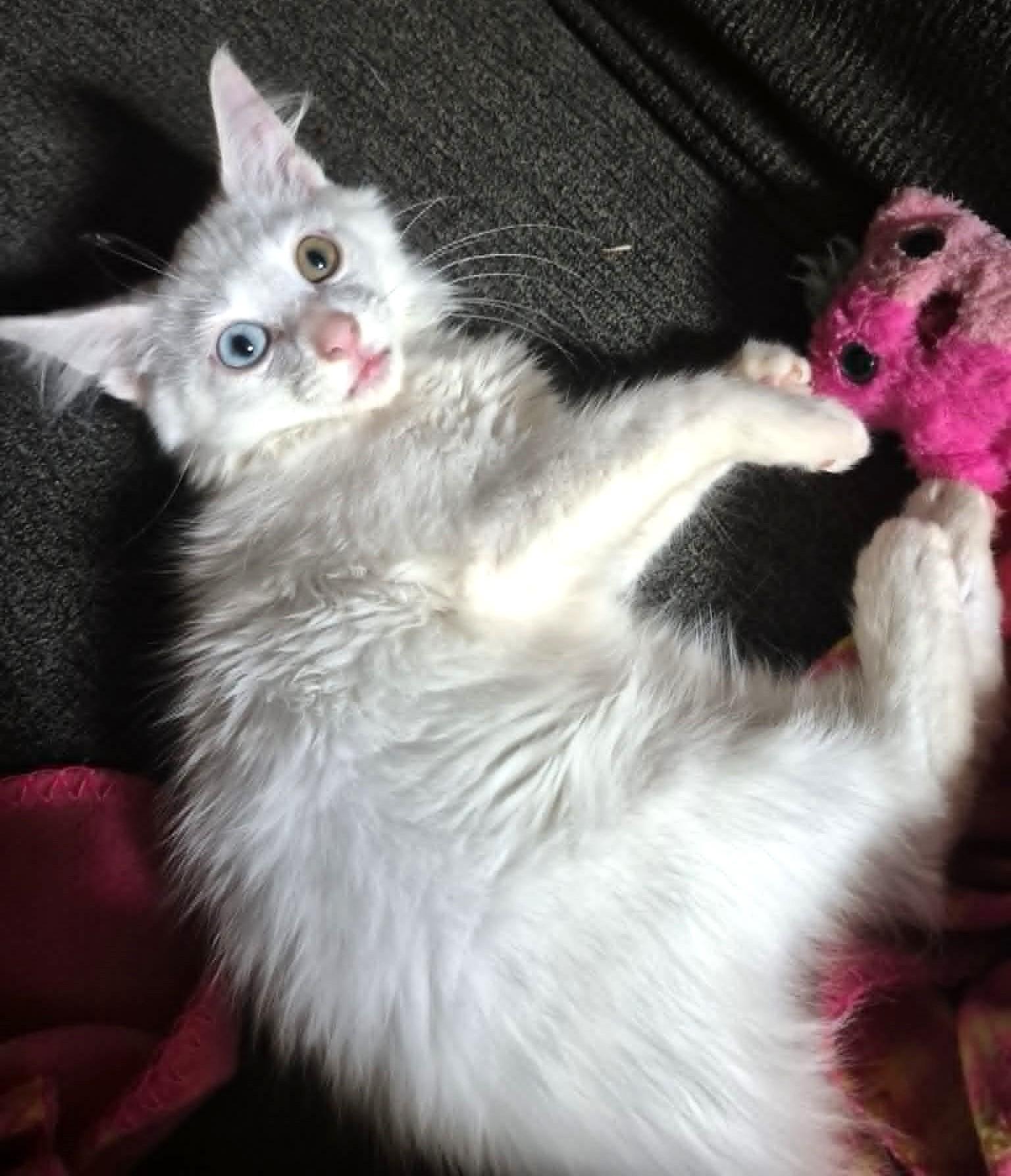 Bowie, a ADOPTABLE Domestic Medium Hair in Floyd, VA image 1/3
