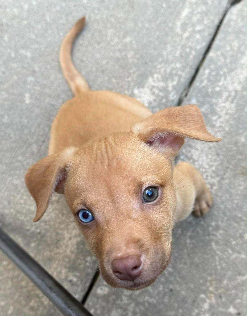 Enlarge Apple Pie, a Adoptable mixed breed in Newnan, GA image 1/1