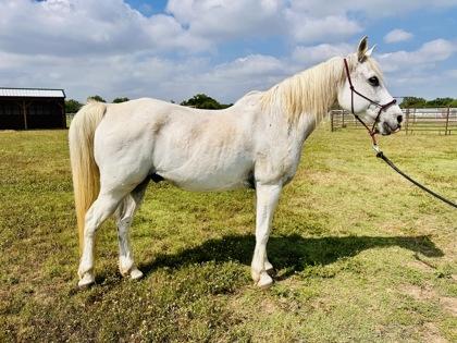 Blue Star, a Adoptable mixed breed in Fort Worth, TX image 2/3