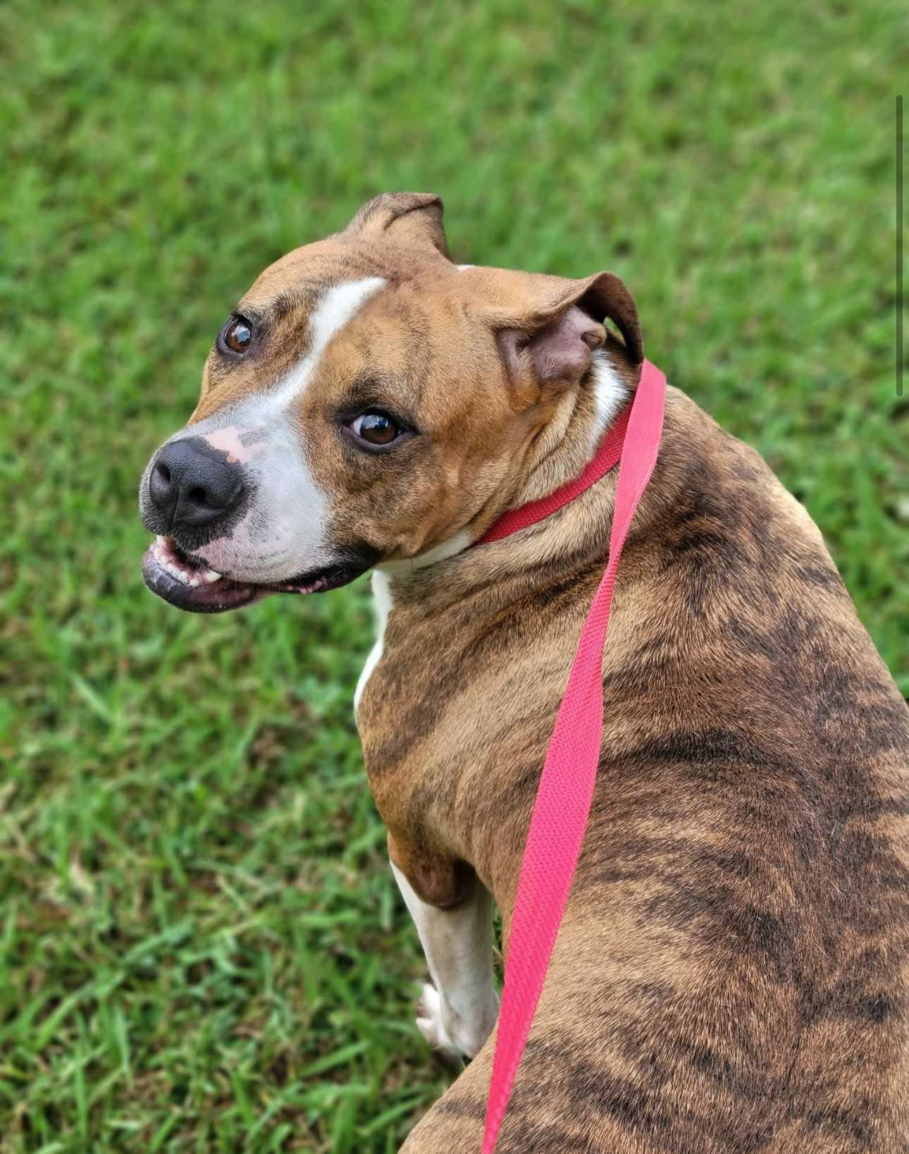 Dreamy, Adoptable, Adult Female Mixed Breed.