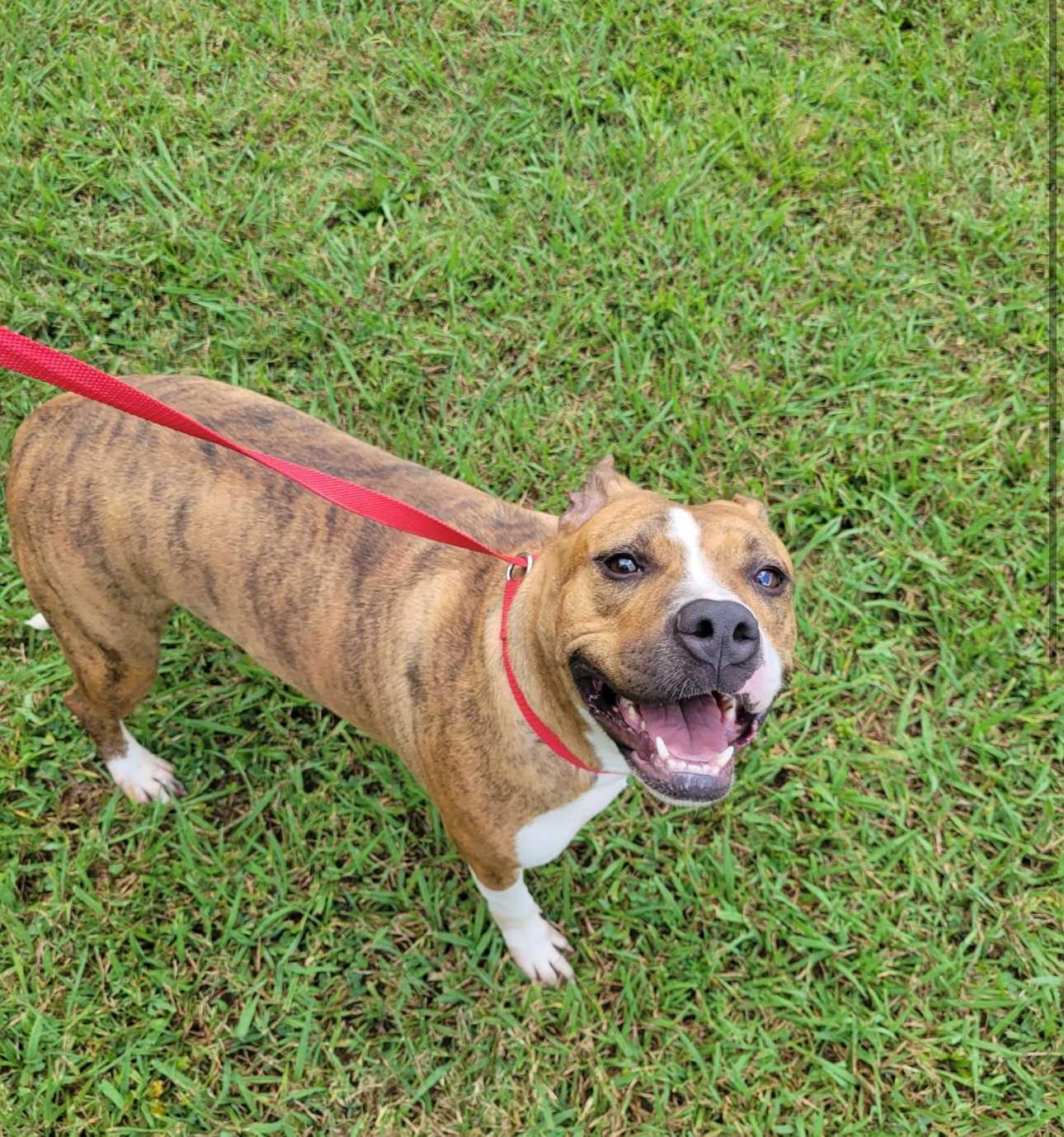 Enlarge Dreamy, a Adoptable Mixed Breed in Fairfield, NJ image 2/6