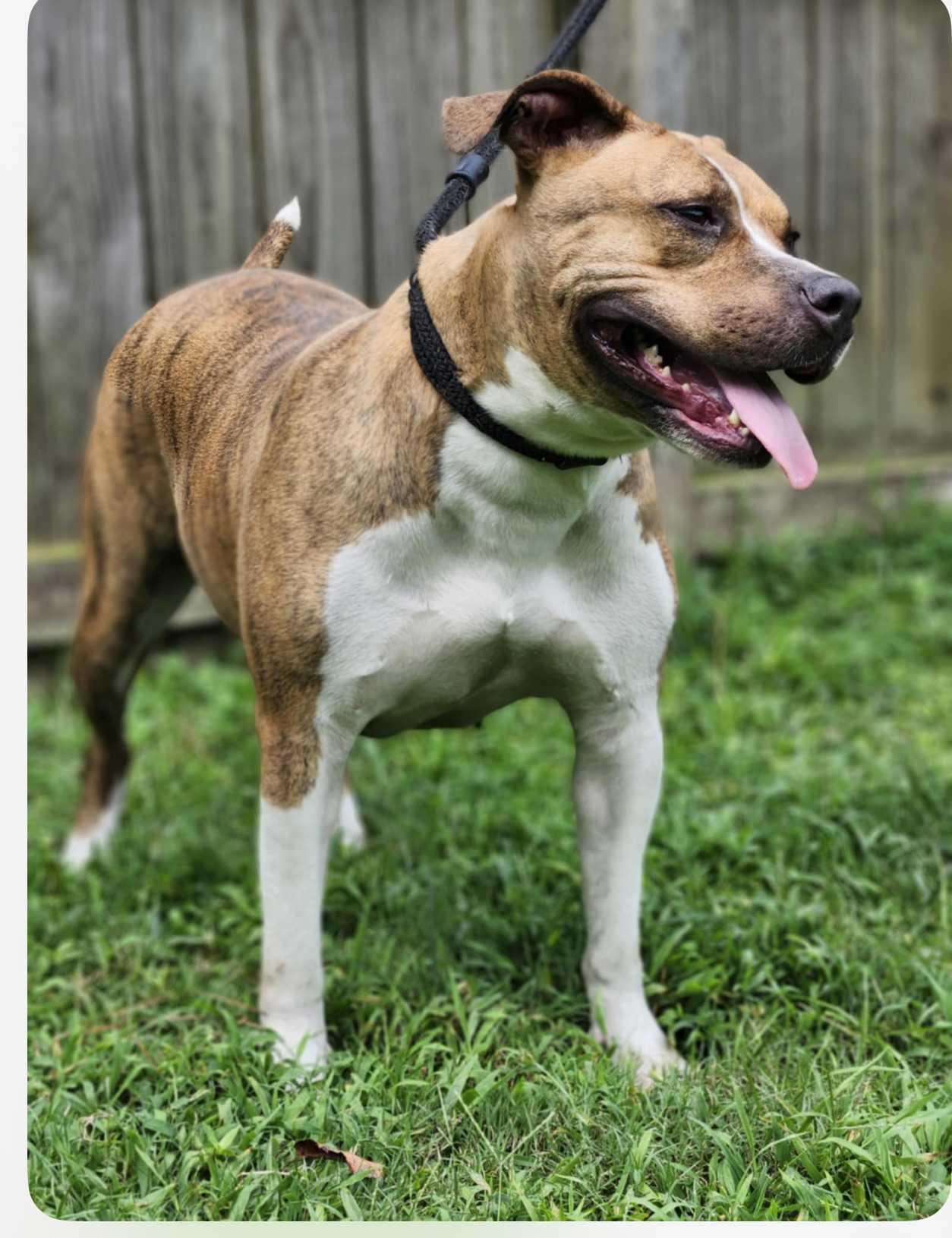 Enlarge Dreamy, a Adoptable Mixed Breed in Fairfield, NJ image 3/6