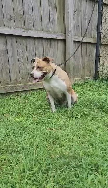 Enlarge Dreamy, a Adoptable Mixed Breed in Fairfield, NJ video 6/6