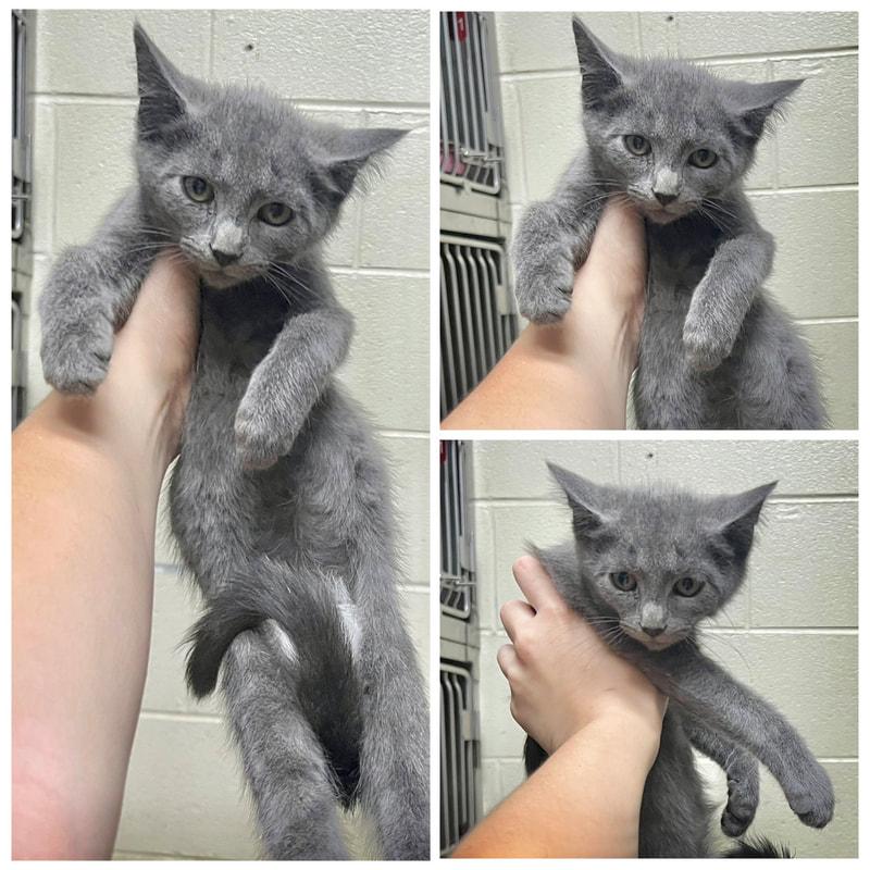 Vito, ADOPTABLE, Young Male Domestic Short Hair.
