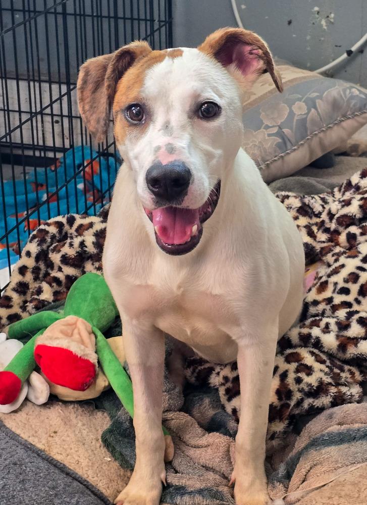 Poppy, Adoptable, Adult Female Hound.