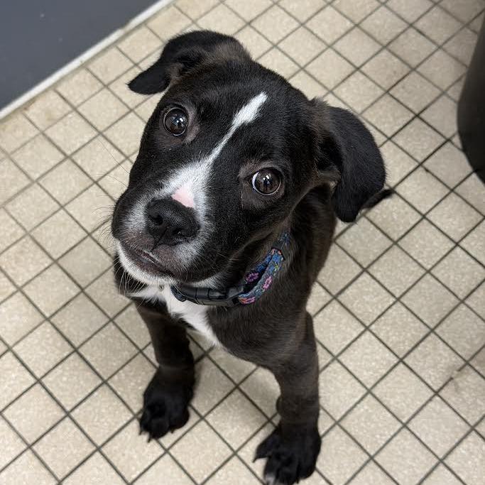 Enlarge Rune, a Adoptable Mixed Breed in Camden, DE image 1/1
