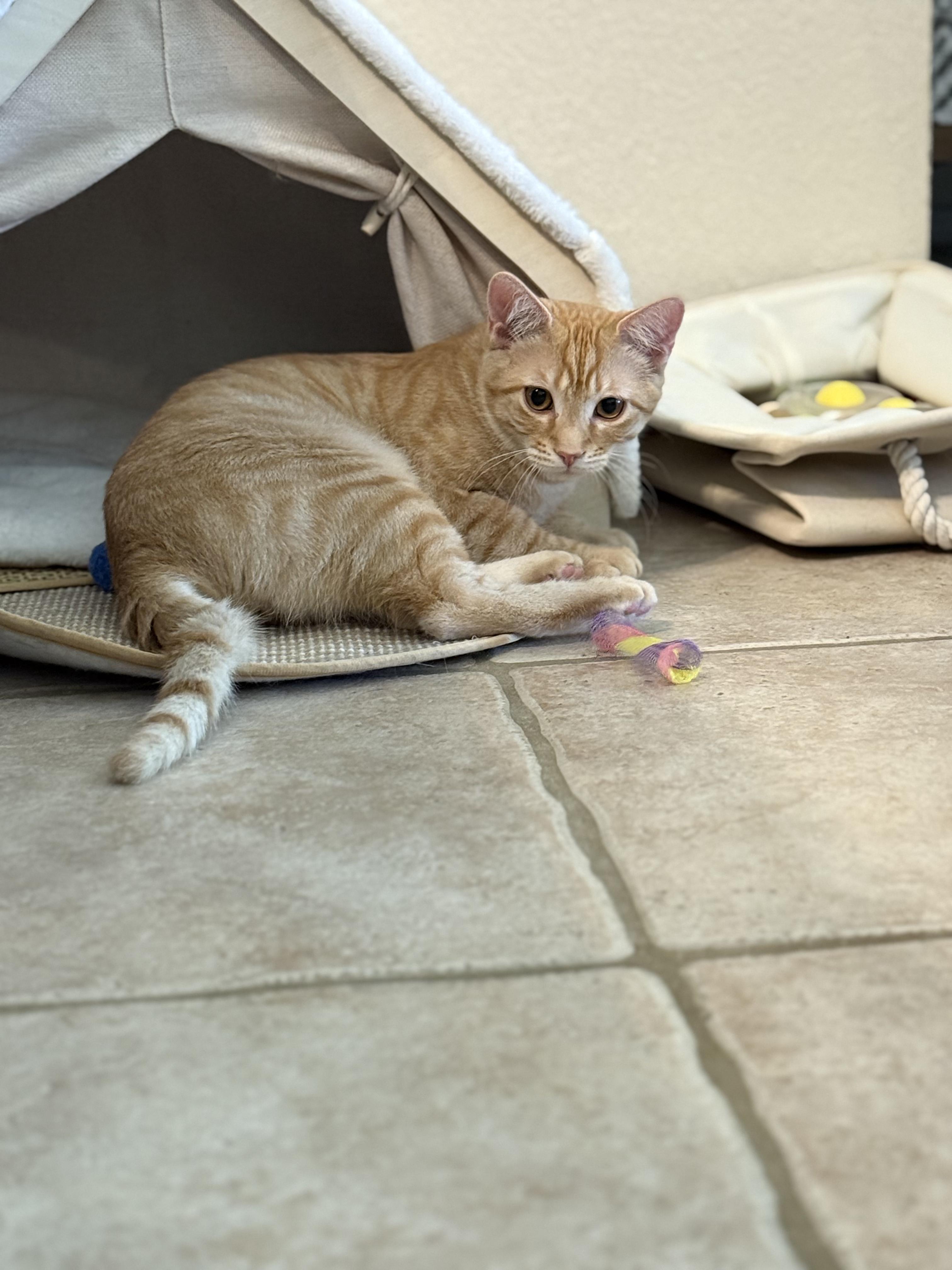 Enlarge TROUBLE - November ONLY 35% Off Adoption Fee & 25+ kittens to choose from!, a Adoptable Tabby in PHOENIX, AZ image 2/6