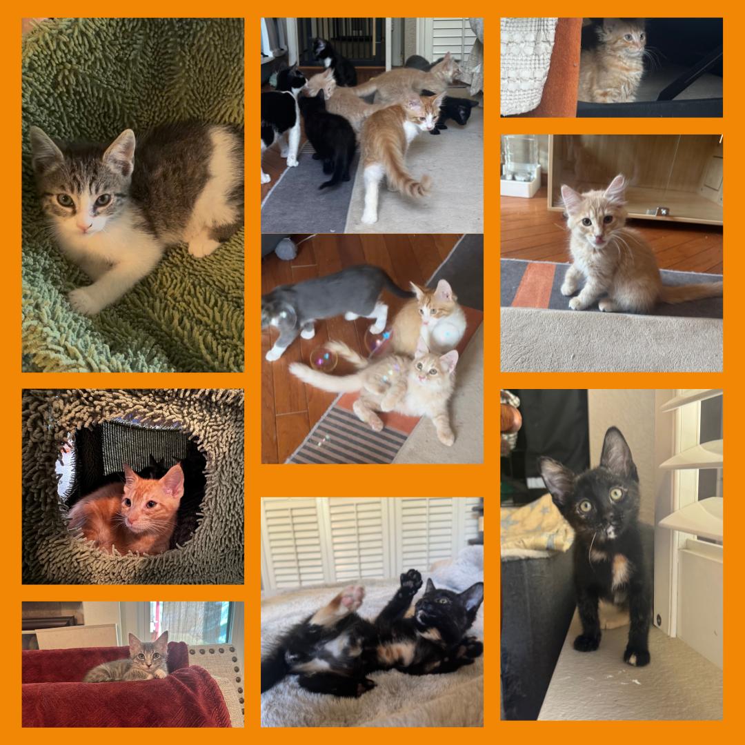 Enlarge TROUBLE - November ONLY 35% Off Adoption Fee & 25+ kittens to choose from!, a Adoptable Tabby in PHOENIX, AZ image 4/6