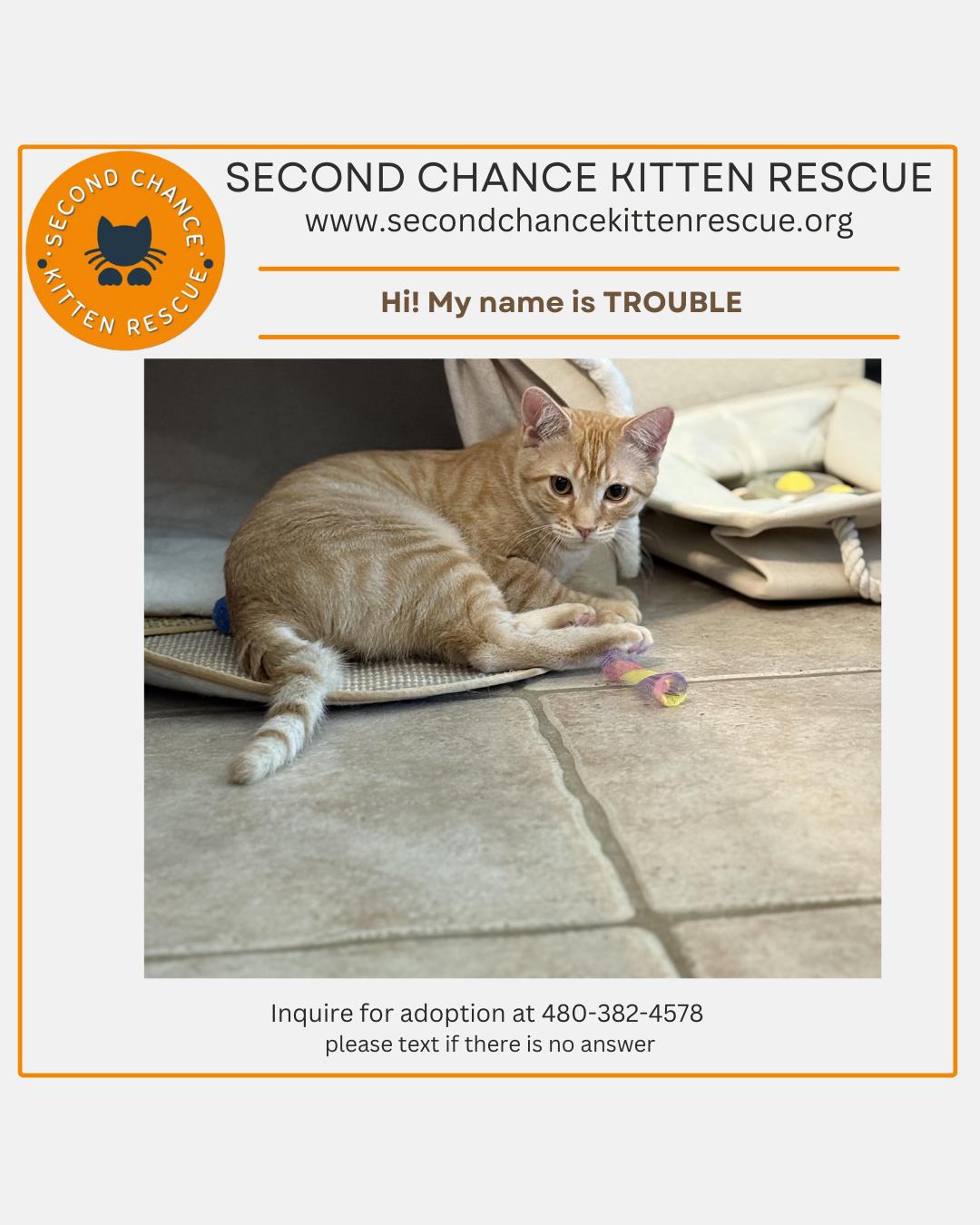 Enlarge TROUBLE - November ONLY 35% Off Adoption Fee & 25+ kittens to choose from!, a Adoptable Tabby in PHOENIX, AZ image 3/6