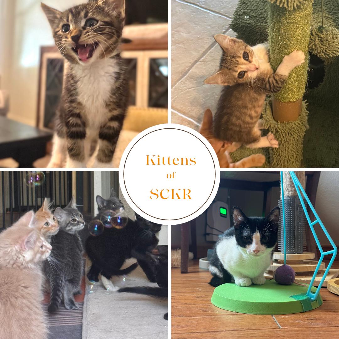 Enlarge TROUBLE - November ONLY 35% Off Adoption Fee & 25+ kittens to choose from!, a Adoptable Tabby in PHOENIX, AZ image 5/6