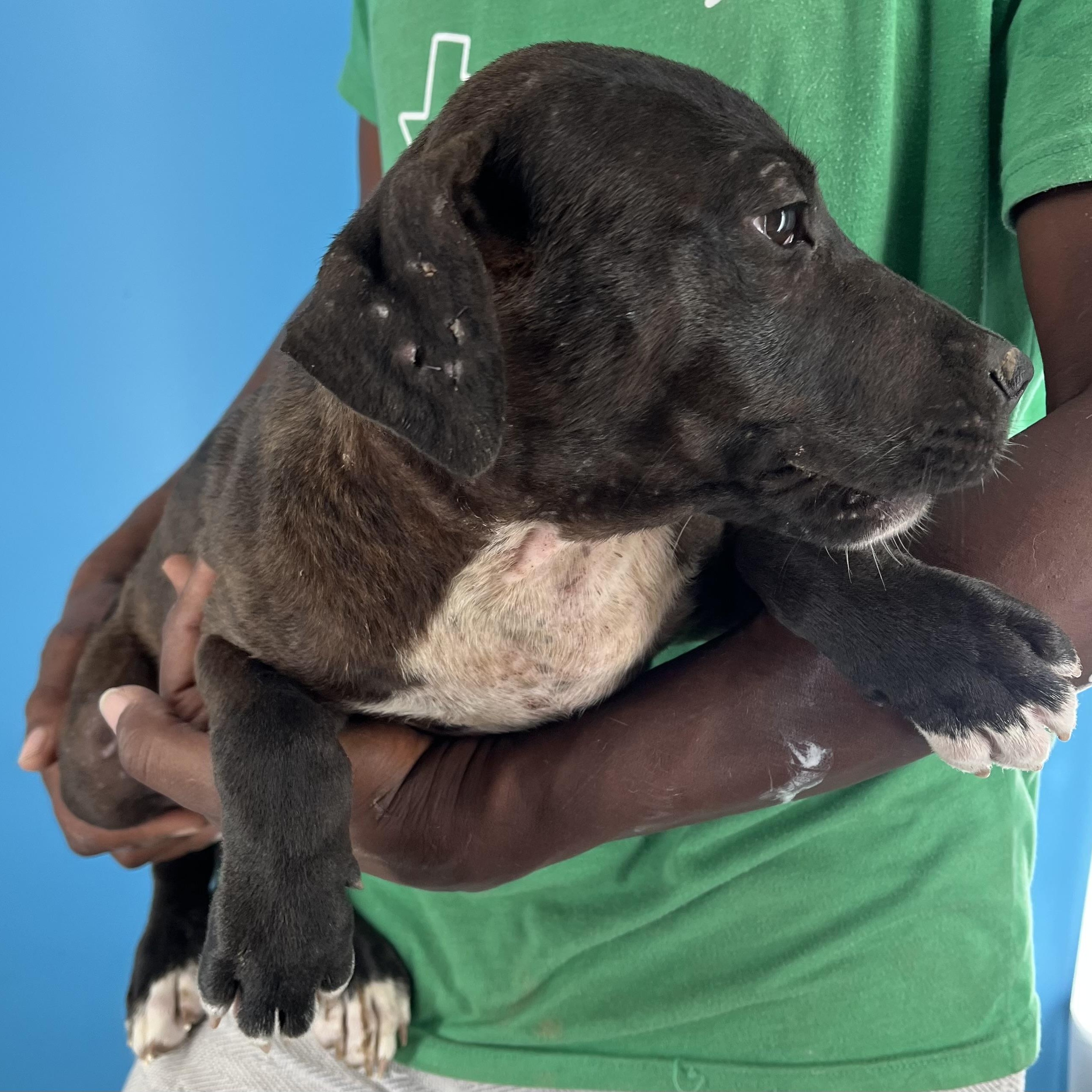 Amaya - Local Sept 26-28