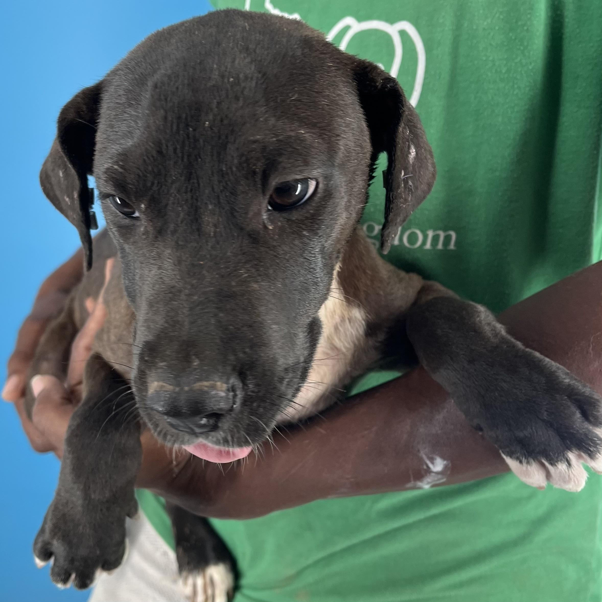 Amaya - Local Sept 26-28