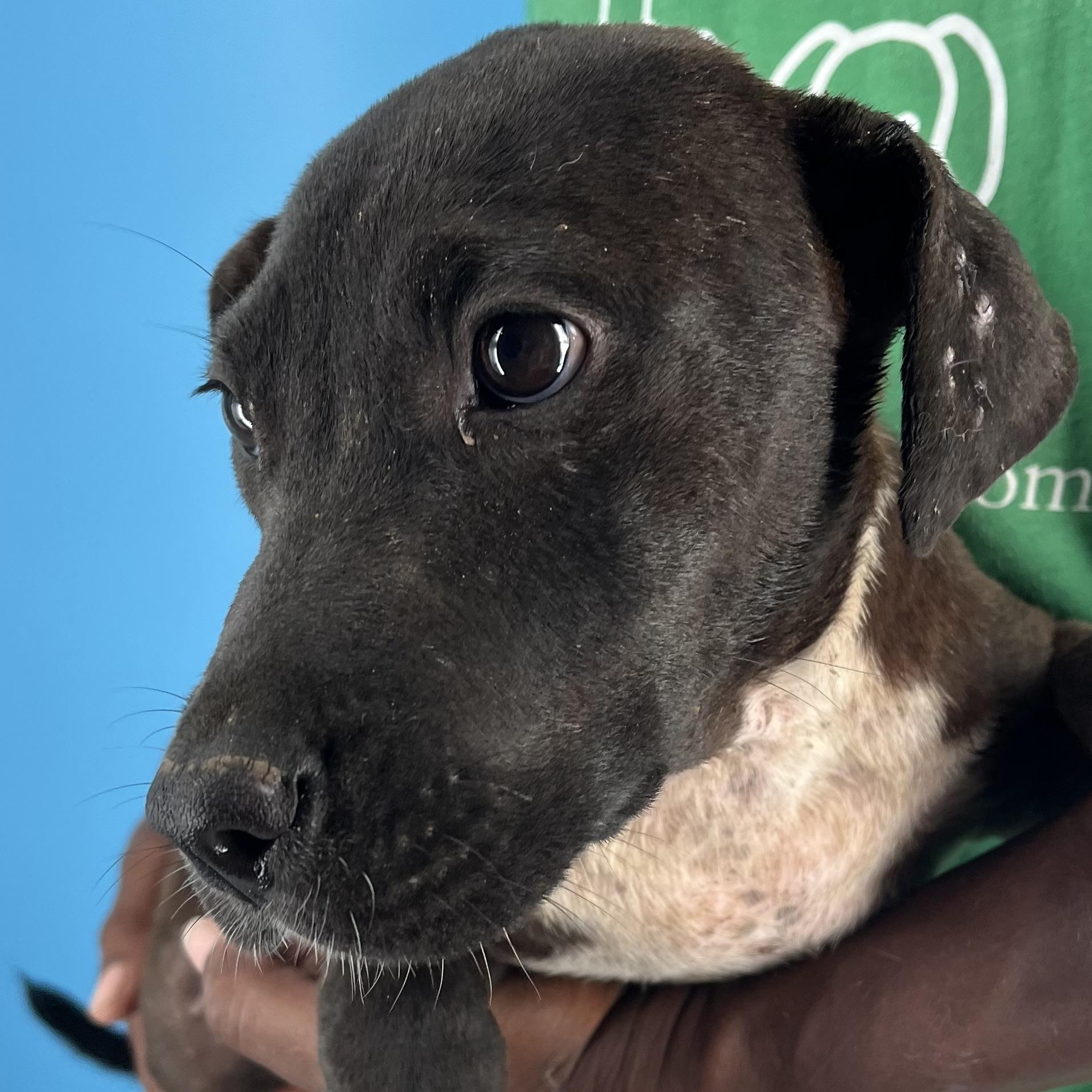 Amaya - Local Sept 26-28