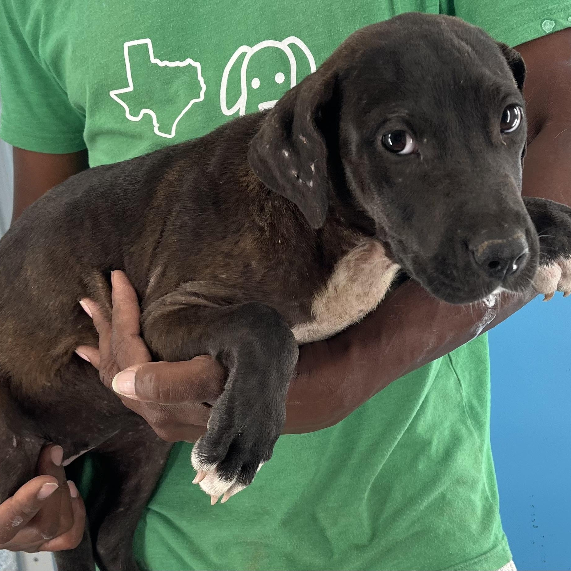 Amaya - Local Sept 26-28