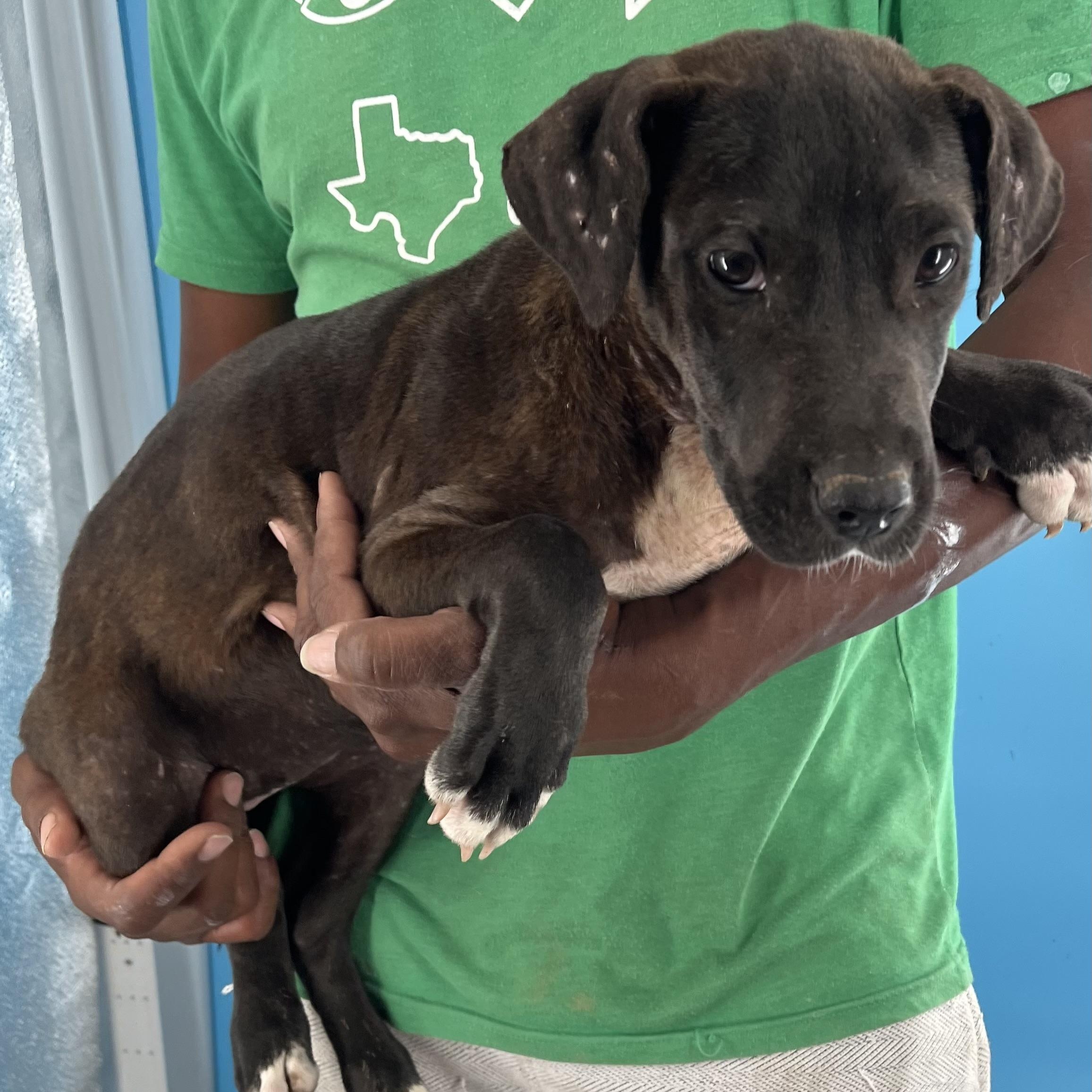 Amaya - Local Sept 26-28