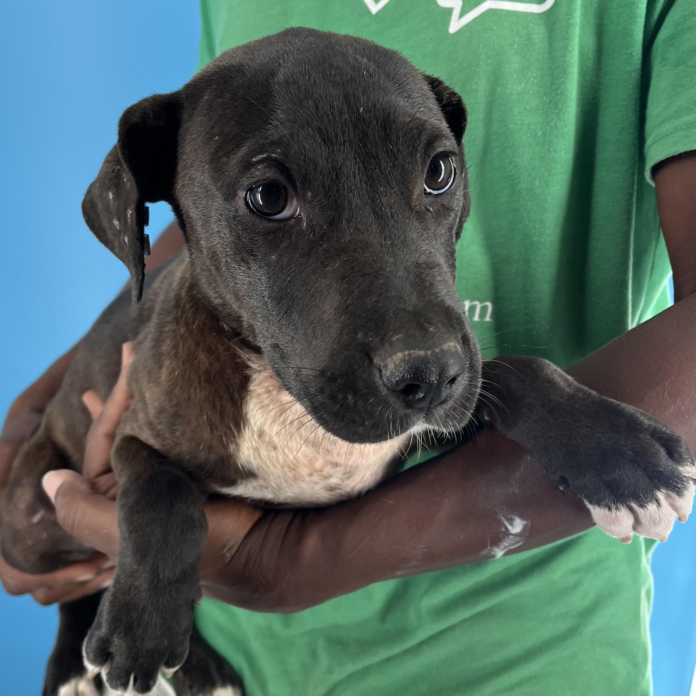 Amaya - Local Sept 26-28