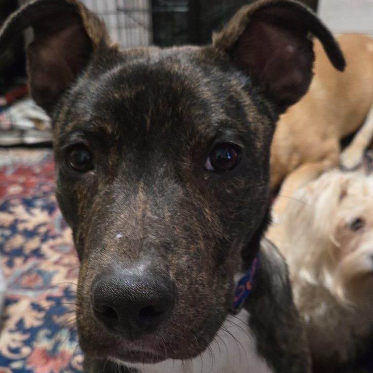 Alfie, a Adoptable Mixed Breed in Dodge City, KS image 2/3