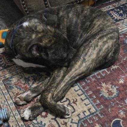 Alfie, a Adoptable Mixed Breed in Dodge City, KS image 3/3