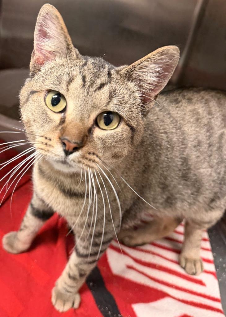 Enlarge Josh, a Adoptable mixed breed in Lima, OH image 1/1