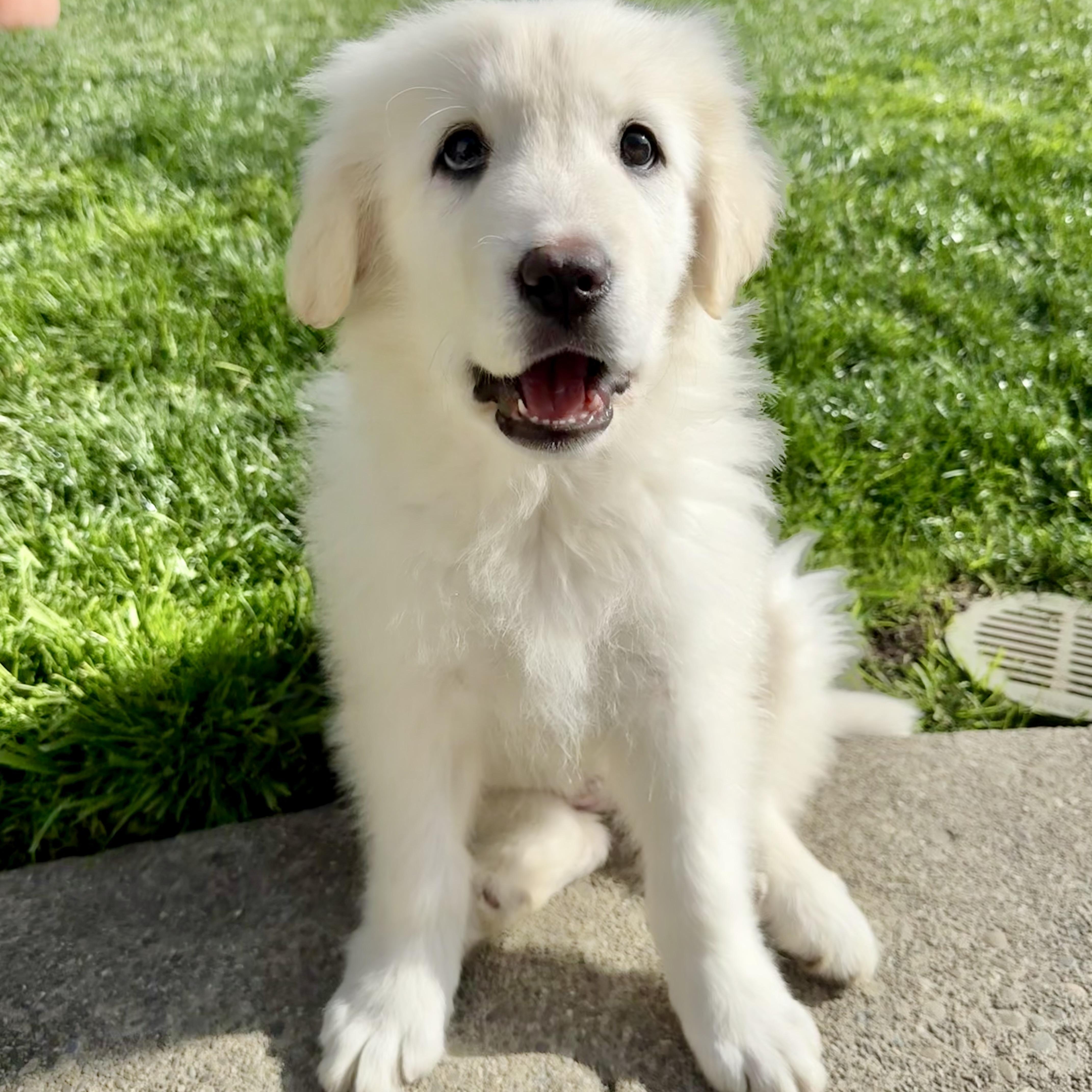 Enlarge NYT Connections: Things That Are White_Jasmine, a Adoptable mixed breed in Redwood City, CA image 4/6