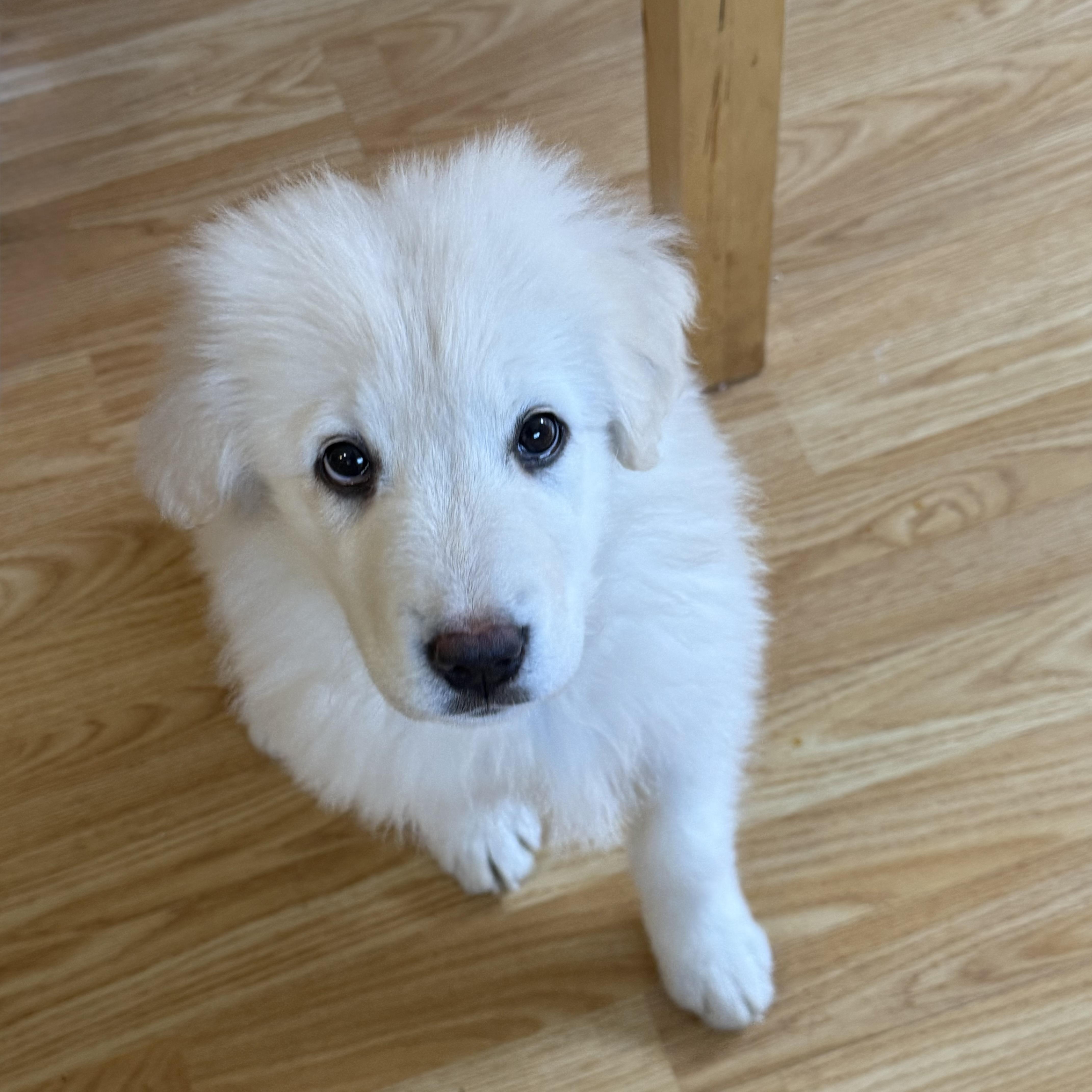 Enlarge NYT Connections: Things That Are White_Jasmine, a Adoptable mixed breed in Redwood City, CA image 2/6