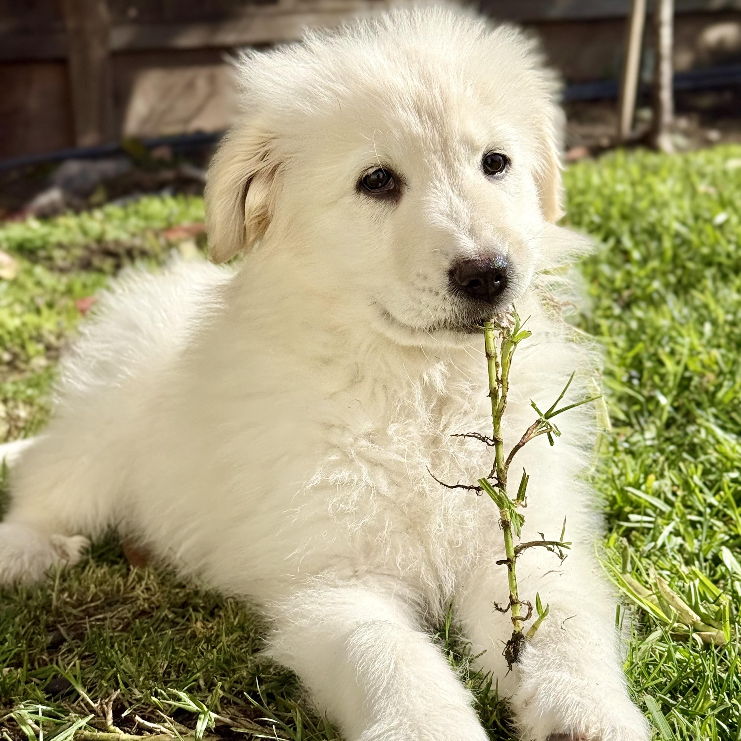 NYT Connections: Things That Are White_Jasmine, Adoptable, Puppy Female Great Pyrenees & Mixed Breed.