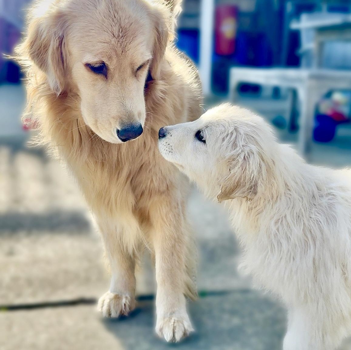 Enlarge NYT Connections: Things That Are White_Jasmine, a Adoptable mixed breed in Redwood City, CA image 3/6