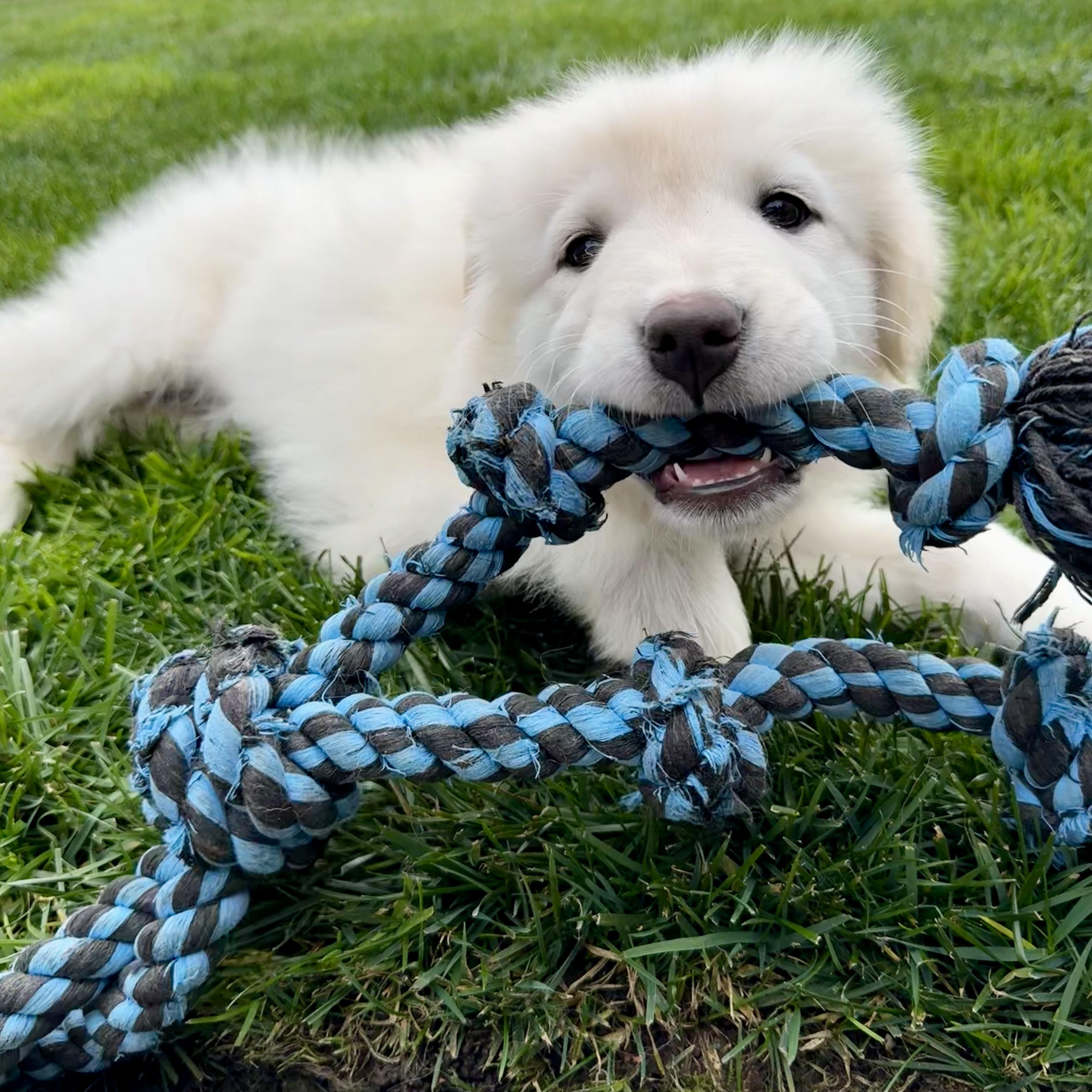 Enlarge NYT Connections: Things That Are White_Jasmine, a Adoptable mixed breed in Redwood City, CA image 5/6