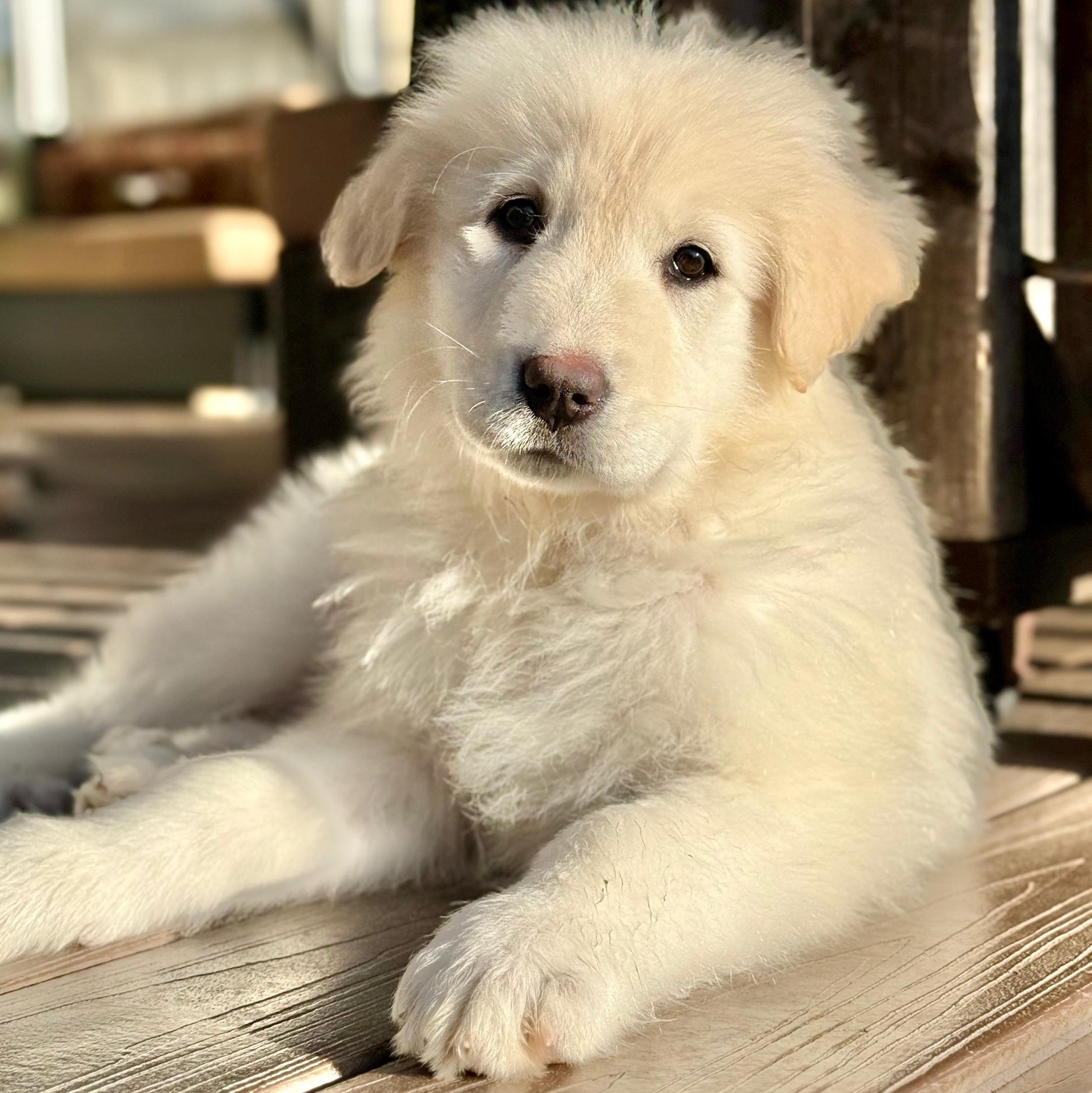 Enlarge NYT Connections: Things That Are White_Jasmine, a Adoptable mixed breed in Redwood City, CA image 1/6