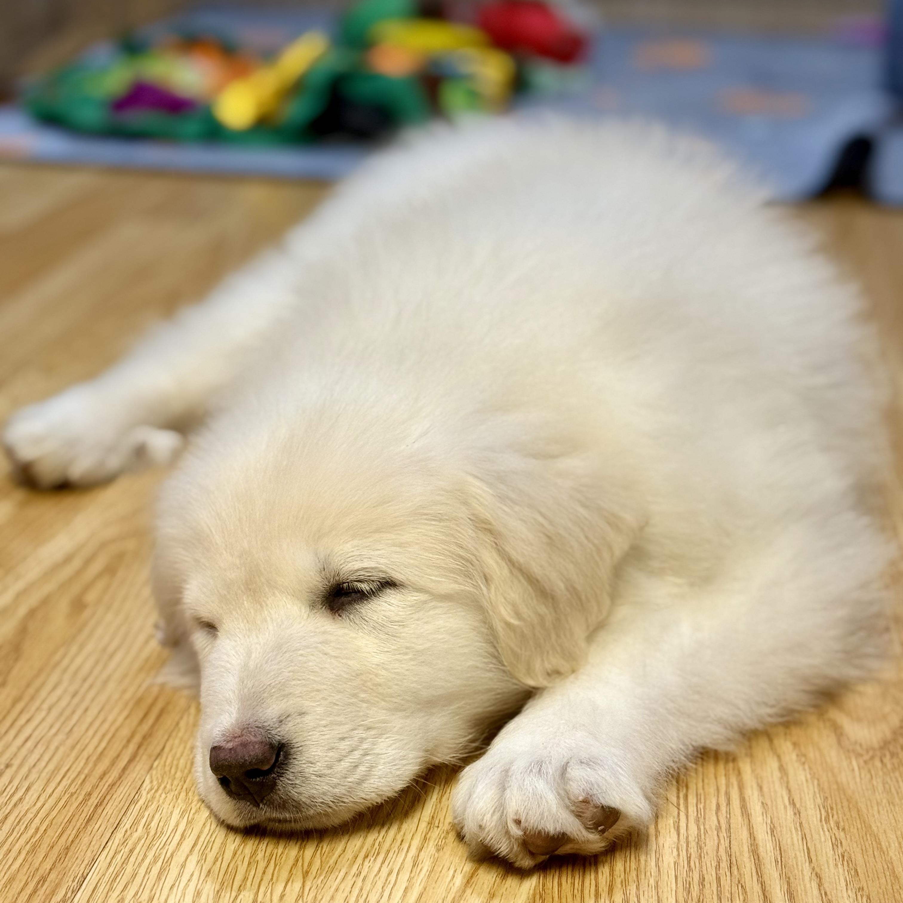 Enlarge NYT Connections: Things That Are White_Jasmine, a Adoptable mixed breed in Redwood City, CA image 6/6