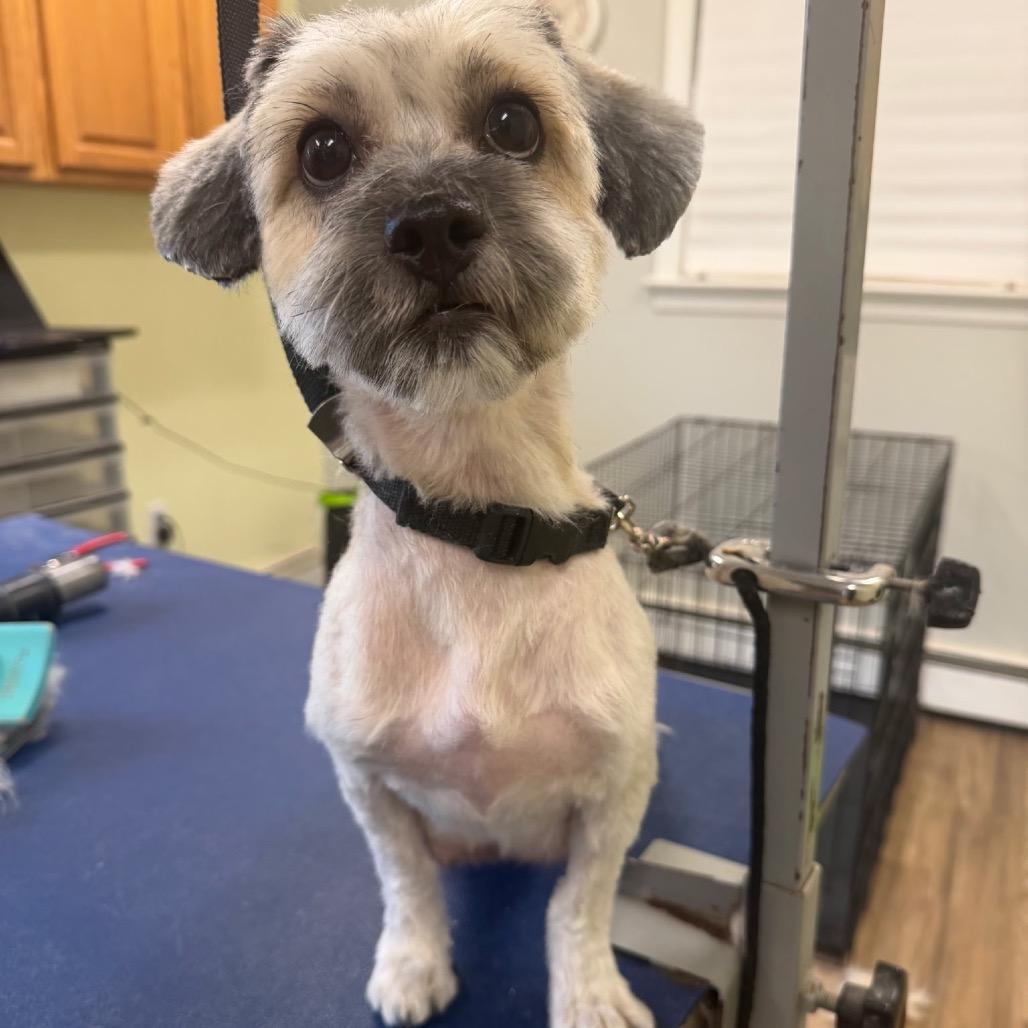 Chanelly, Adoptable, Adult Female Mixed Breed.