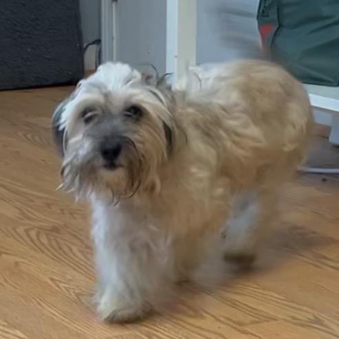 Enlarge Chanelly, a Adoptable Mixed Breed in Wappingers Falls, NY image 2/2