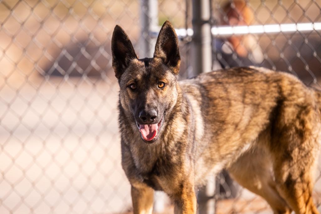 Marigold, Adoptable, Young Female German Shepherd Dog.
