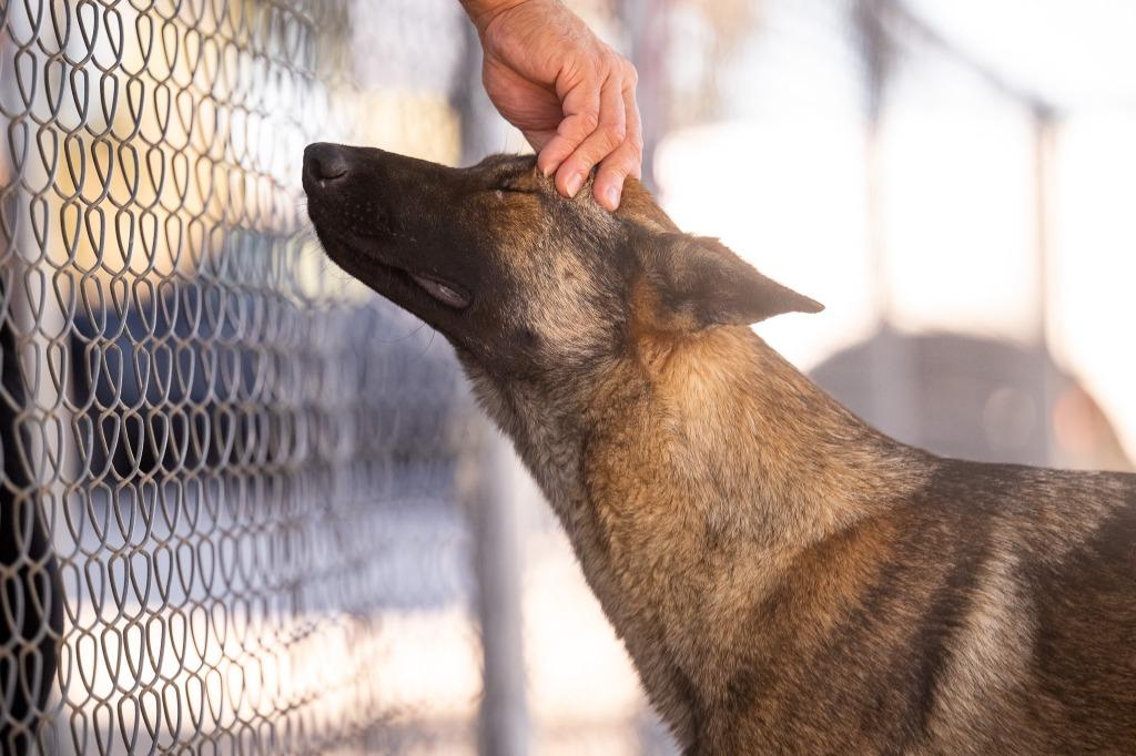 Enlarge Marigold, a Adoptable German Shepherd Dog in Twentynine Palms, CA image 2/6