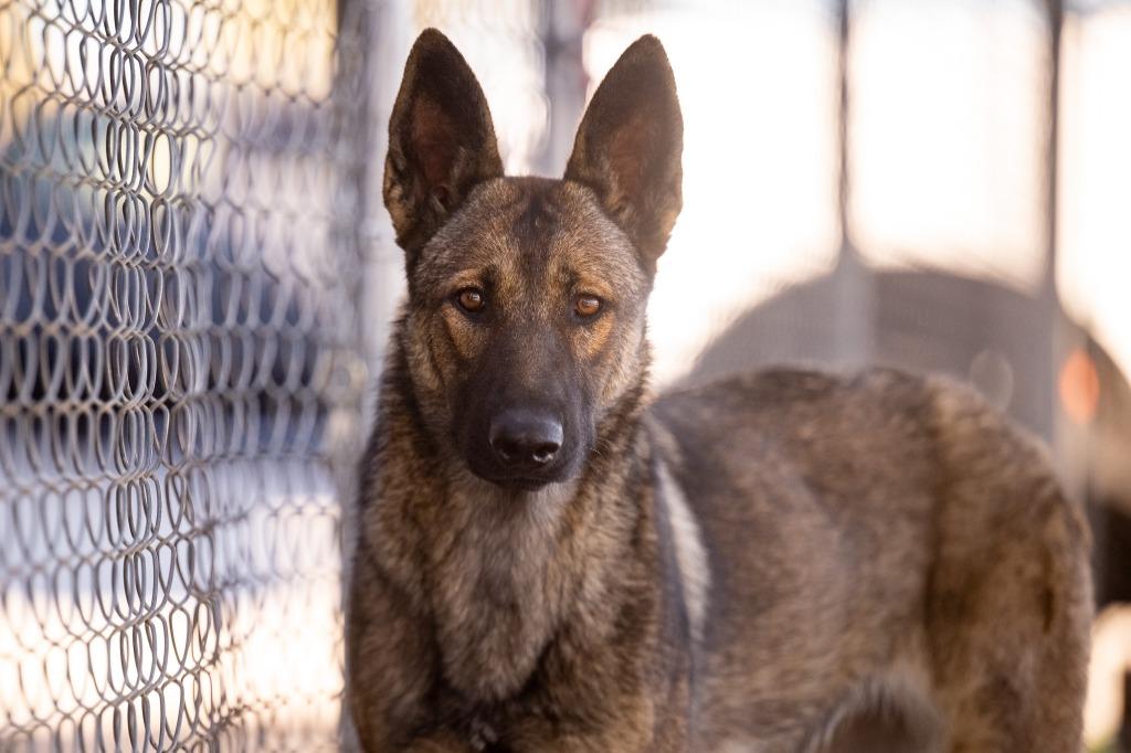 Enlarge Marigold, a Adoptable German Shepherd Dog in Twentynine Palms, CA image 3/6