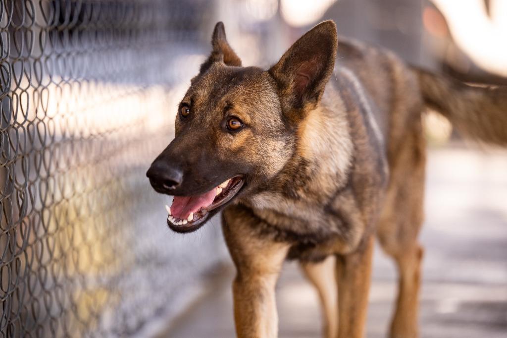 Enlarge Marigold, a Adoptable German Shepherd Dog in Twentynine Palms, CA image 4/6