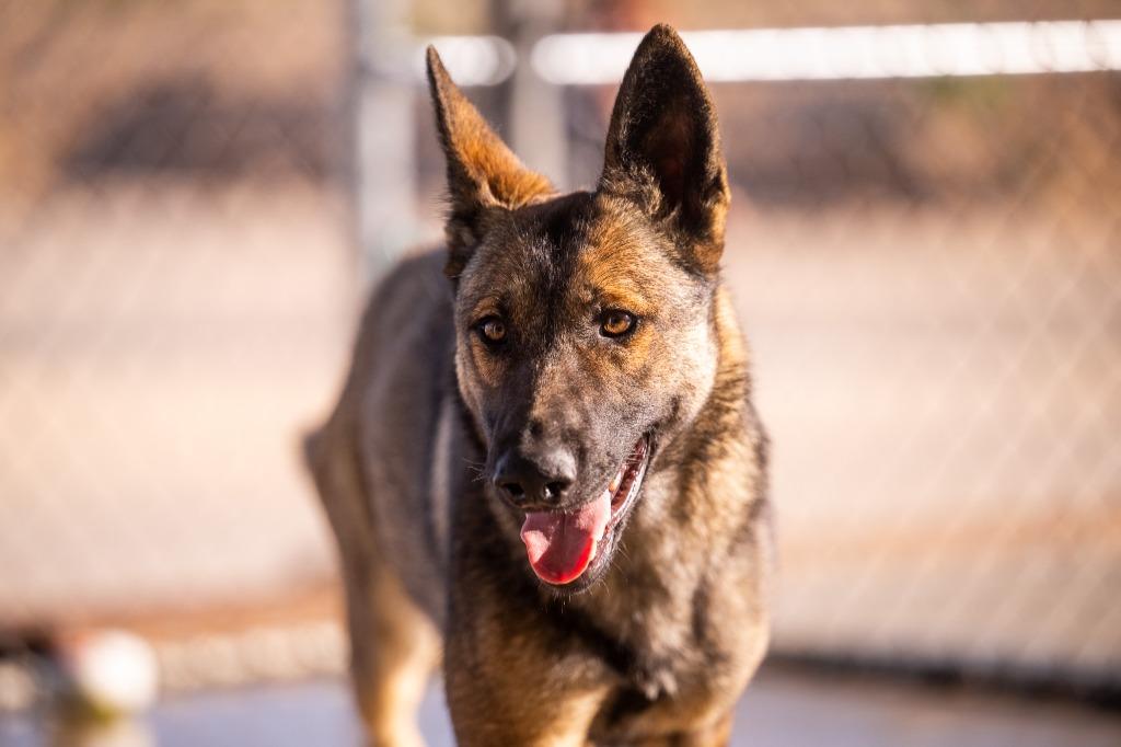 Enlarge Marigold, a Adoptable German Shepherd Dog in Twentynine Palms, CA image 5/6