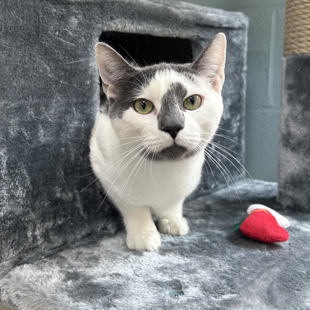 Brandon, Adoptable, Young Male Domestic Short Hair.