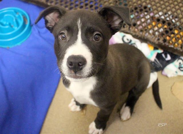 FERDINAND, Adoptable, Puppy Male Pit Bull Terrier & Mixed Breed.